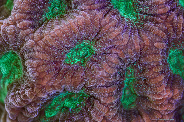 macro coral underwater fluorescence colors reef close-up detail extreme magnificent Focus Stack art Patterns abstract