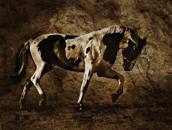 horse motion movement fast photomanipulation CS3 photoshop texture paint graphics draw splendid sepia colour hue photo grand animals animal rein bridle