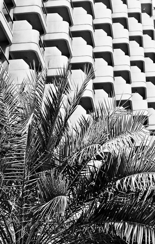 abstract palme dubai UAE JPR FINEART black White