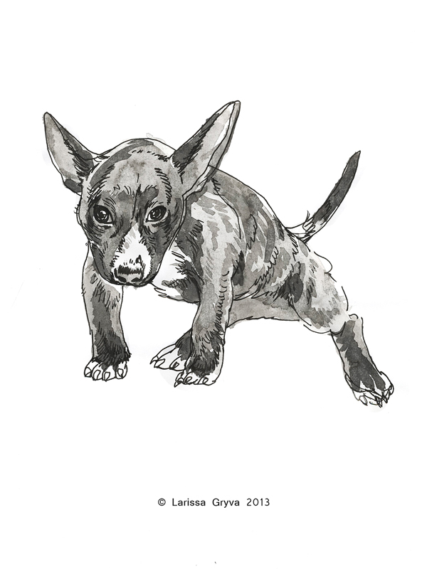 monochrom black white ink paper sketch dog chihuahua line hand drown gryva larissa animal dogs Pet pets