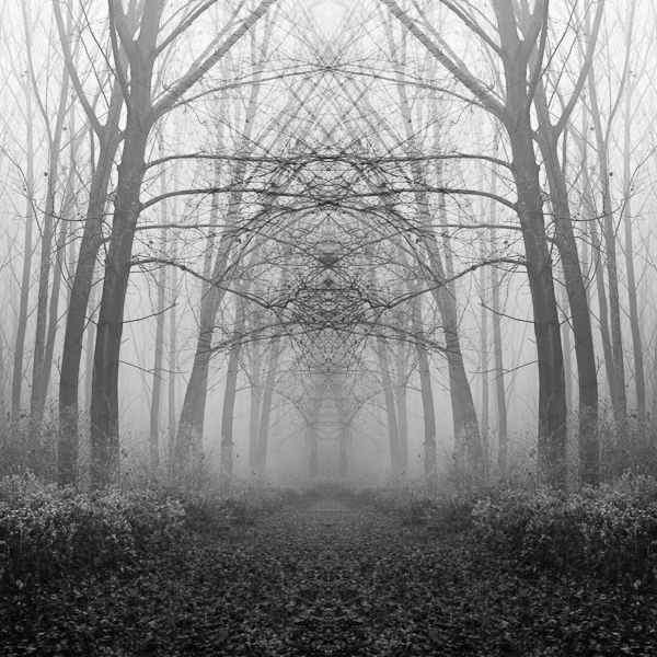 trees photograph fine art minimal fog zoltan bekefy