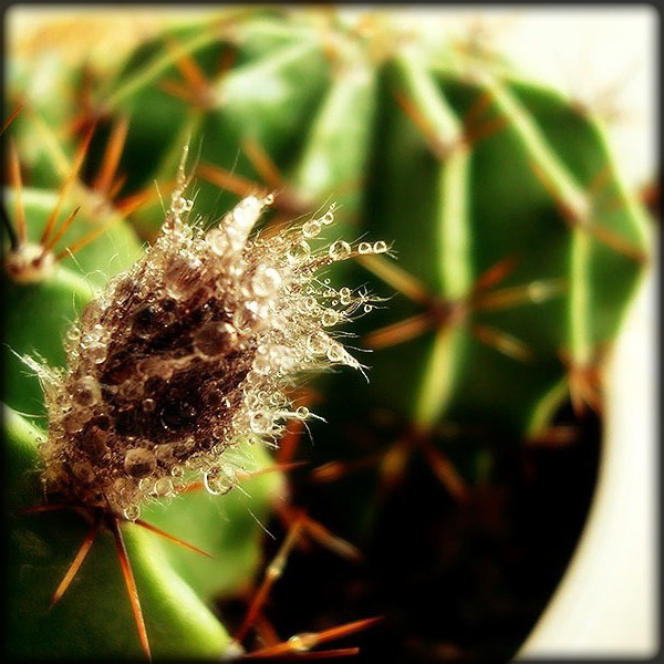 cactus blomming flower Plant photo