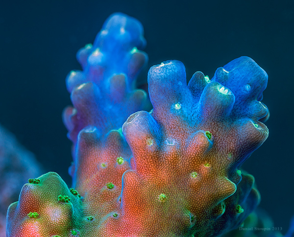 Fantastic world of fluorescent corals