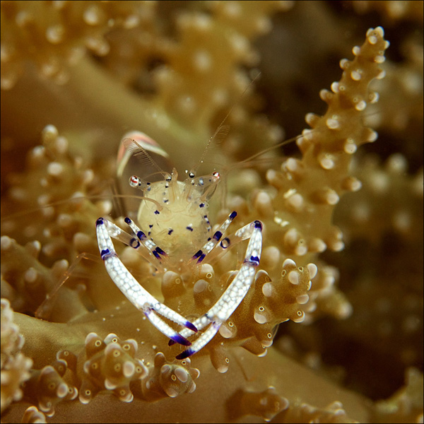underwater photo fish shrimp muraena sea Ocean malaysia coral crab anemone actinia