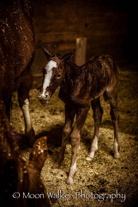 horse horses mare foal newborn barn