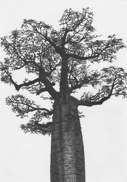 trees baobab