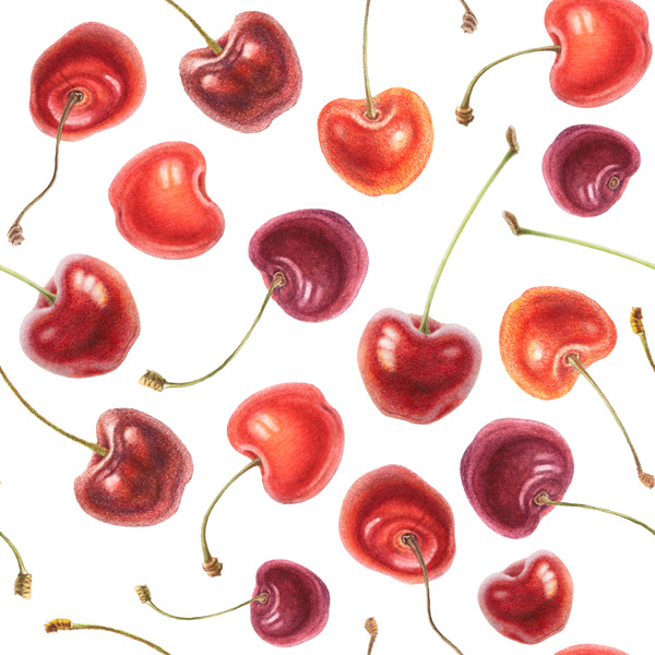 art berries botanical cherry Food  ILLUSTRATION  orange Painted red watercolor