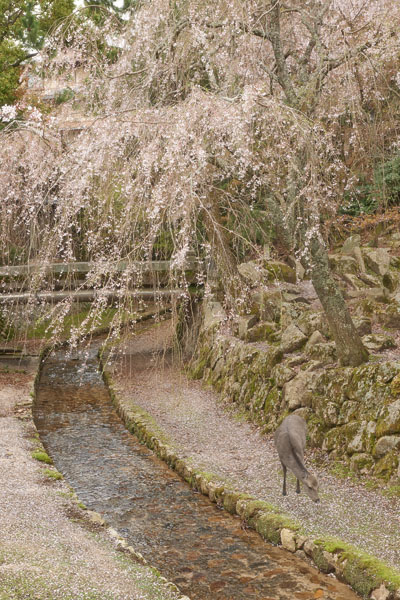 japan sakura Cherry Blossom