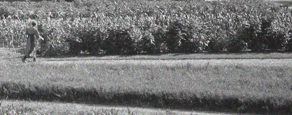 farm light art Amish winery fields corn hay rainbows ducks