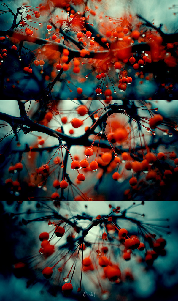 autumn macro colours