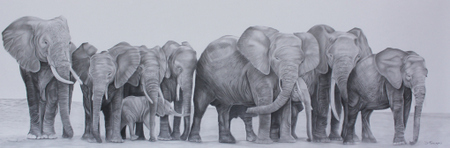 graphite pencil Eleohants Herd Nature wildlife africa