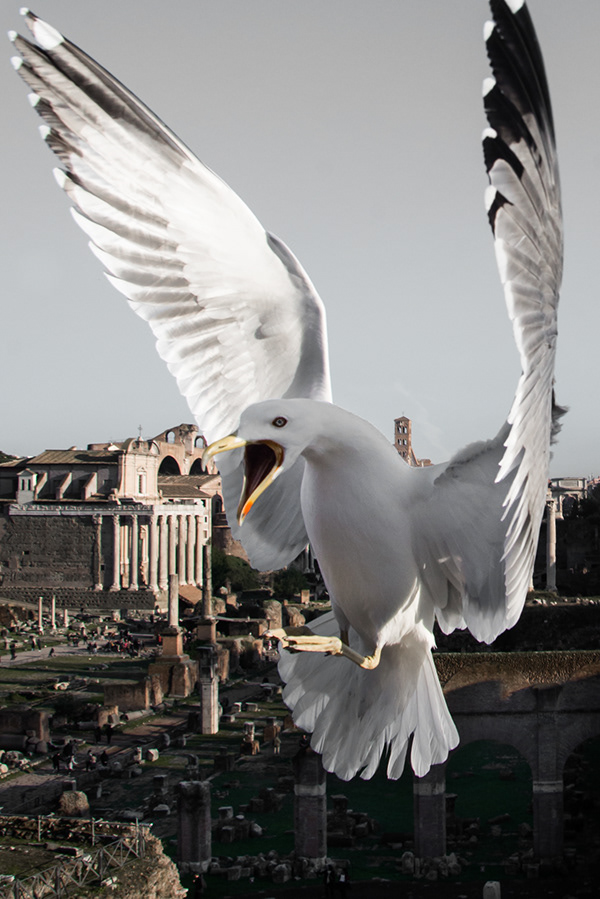 From Rome, With Birds ...