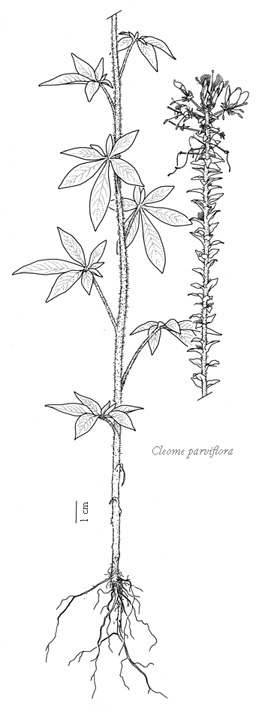 Scientific Botanical illustration 2006-2010