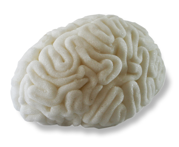 brain Food  anatomy