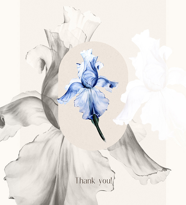 Watercolor Iris. Botanical Illustration. Pattern design