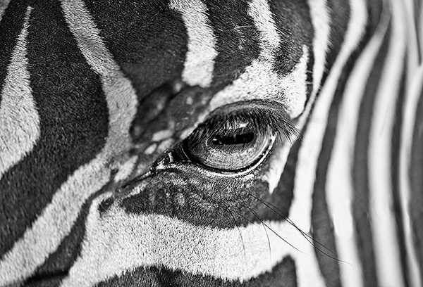photo animals denkowicz pawel denkowicz poland polska zoo safari