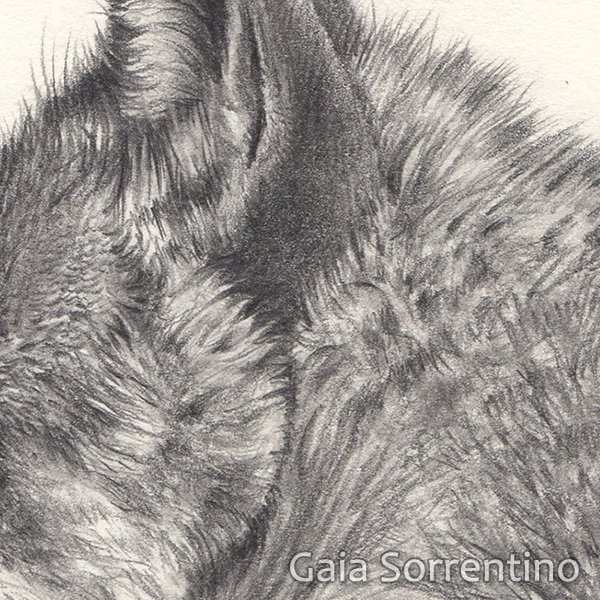 wolf italian wolf animal wildlife canine dog Nature pencil Realism canid Fur mammal