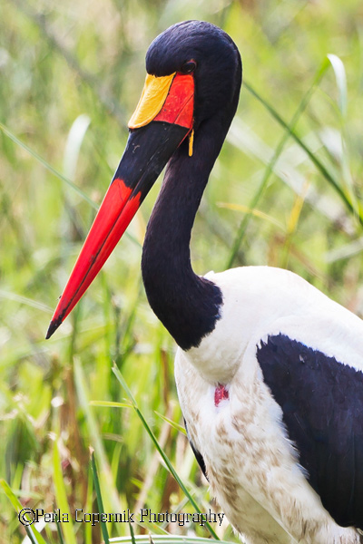 african birds Secretarybird Southern Ground-Hornbill saddle-billed stork Hamerkop