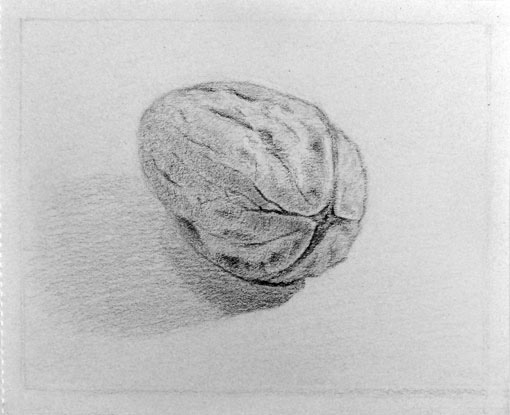 still life wallnut Drawing  life drawing