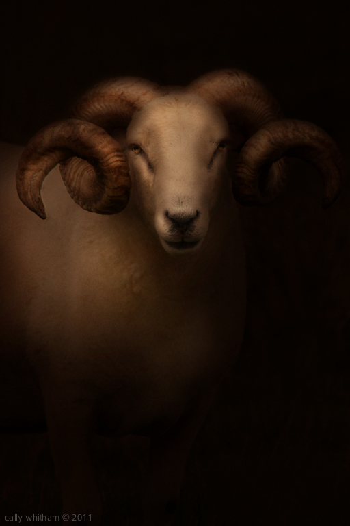 Cattle  cows  bulls  sheep goats Livestock animal portraits