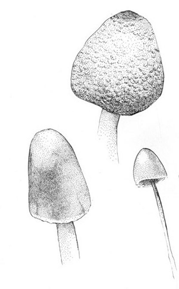 mushroom fungus illustrations scientific stipple pileus stipe radicating parabolic Nature