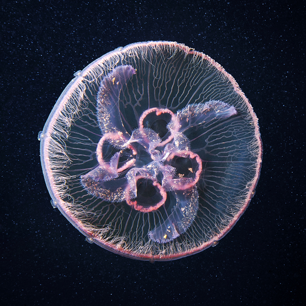underwater macro plankton creatures