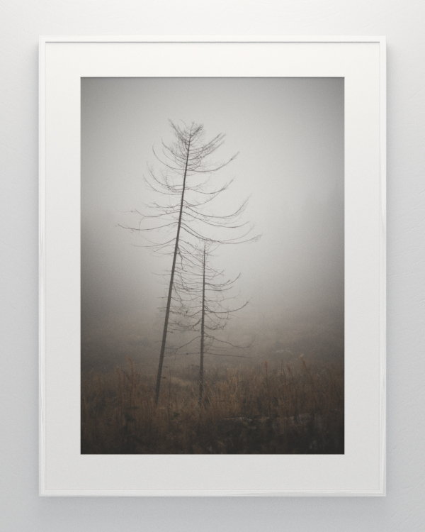 forest mist silence dream quiet