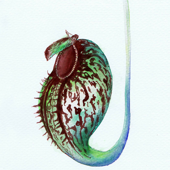 Nepenthes pitcher plant watercolor manual kantong semar botanical flower Rare carnivorous