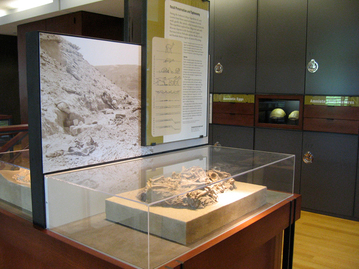 natural history EXHIBIT DESIGN museum Amherst Dinosaur geology college