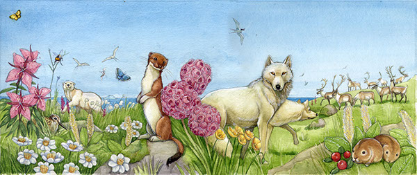 children's book  animals Arctic  ecology  Avati  fauna  flora  Watercolors  Arctic Nature  nature illustration