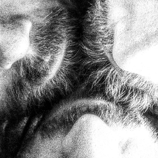 Photography  portrait beard Bonding beardbonding art b&w masculinity