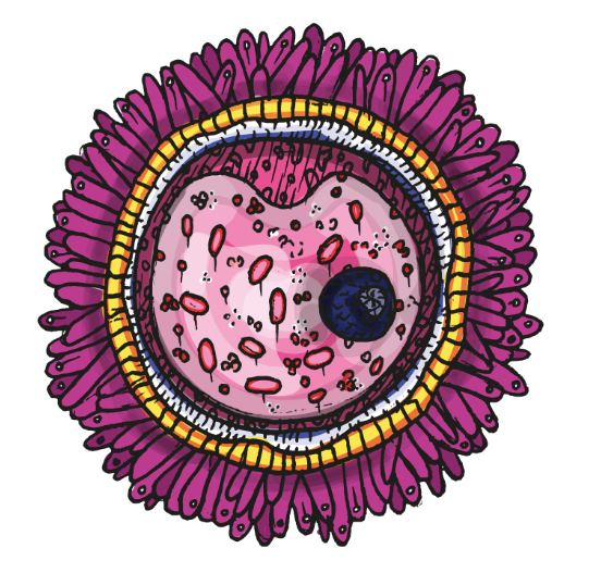 eukaryotic cells micro-organism ILLUSTRATION  anatomy medical Drawing  editorial Digital Drawing scientific