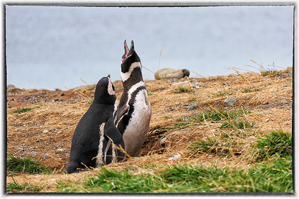 Los Pinguinos Natural Monument