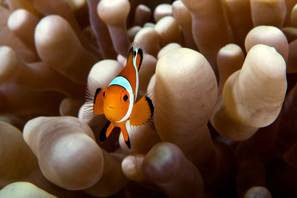 underwater photo fish shrimp muraena sea Ocean malaysia coral crab anemone actinia