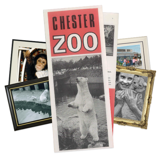 Chester zoo Archive history memories UGC timeline Website Responsive mobile desktop tablet