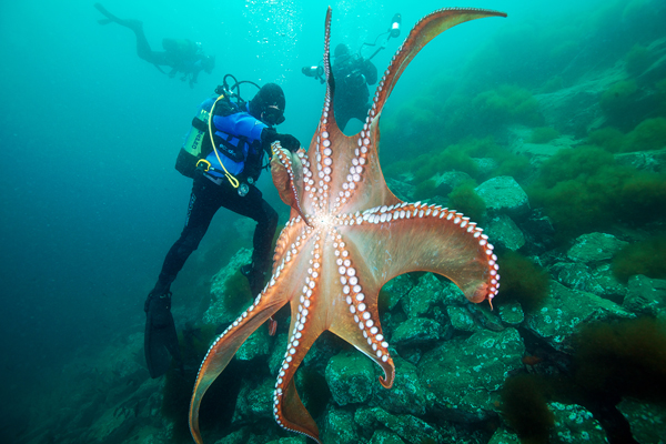 Japan sea creatures sea underwater