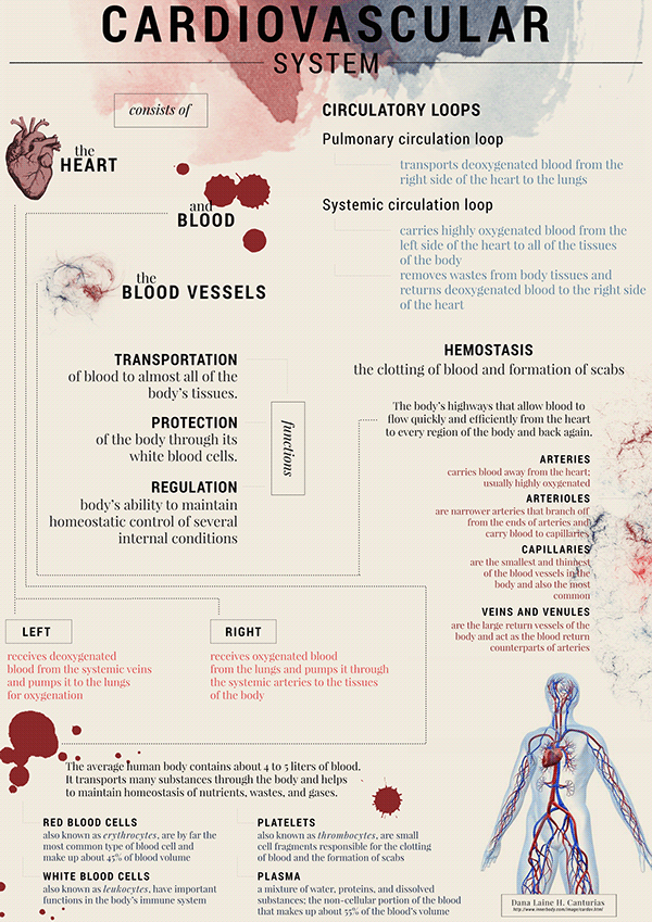 Cardiovascular System: infographics