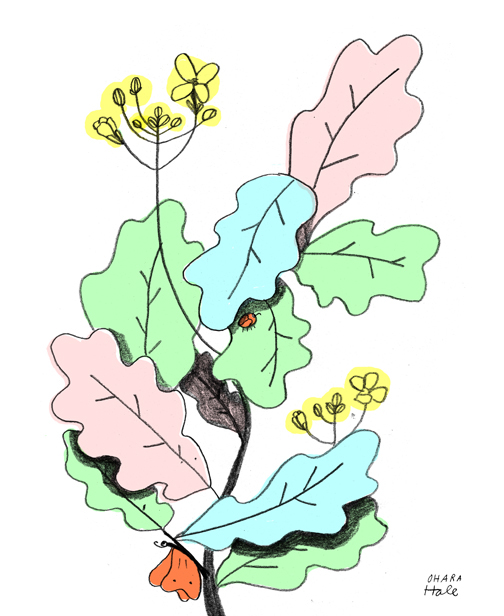 Nasturtium Kale ohara hale floral