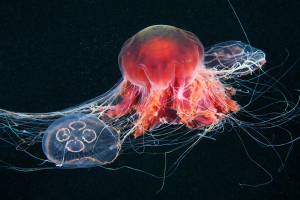 underwater jellyfish Ocean