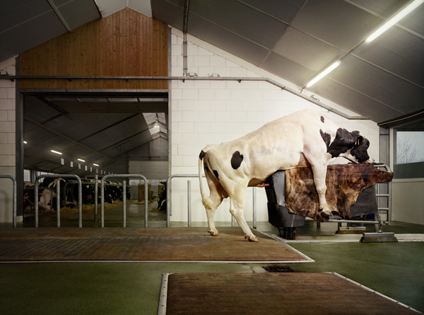 milk cows farm