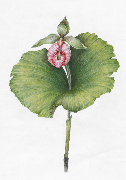botanical art flower pencildrawing