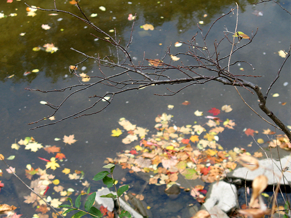 Fall colours leaves lala design srdjan milovanovic Toronto autmn deer woodpecker cardinal Canada ducks season forest river