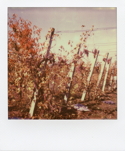 POLAROID colour Instant Photography sx70 analog photography hungary harvest harvesting grapes vineyard outdoors