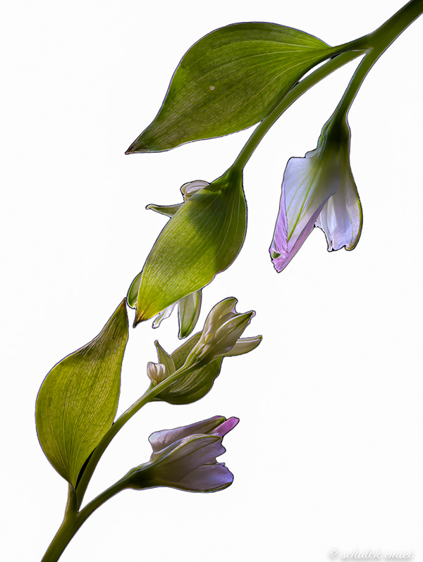 alstroemeria Flower