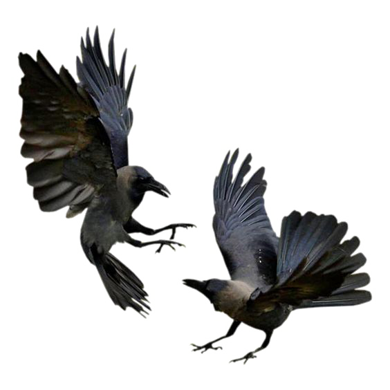 artwork crows darkness freyja goddess mythology Norse photomanipulation ravens albumart