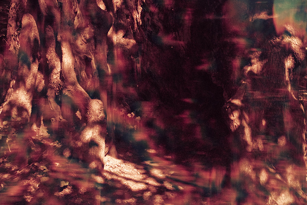 wa Nikon d200 woods abstract experimental forest trees Nature SHIFT surreal