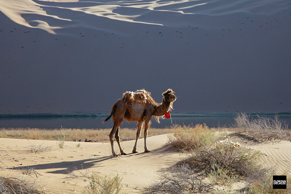Badain Jaran Desert - 巴丹吉林沙漠