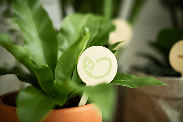 Логотип для комнатных растений | Logo for indoor plants