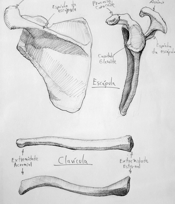 sketching anatomy studies study