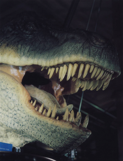 dinosaurs museums paleontology installation